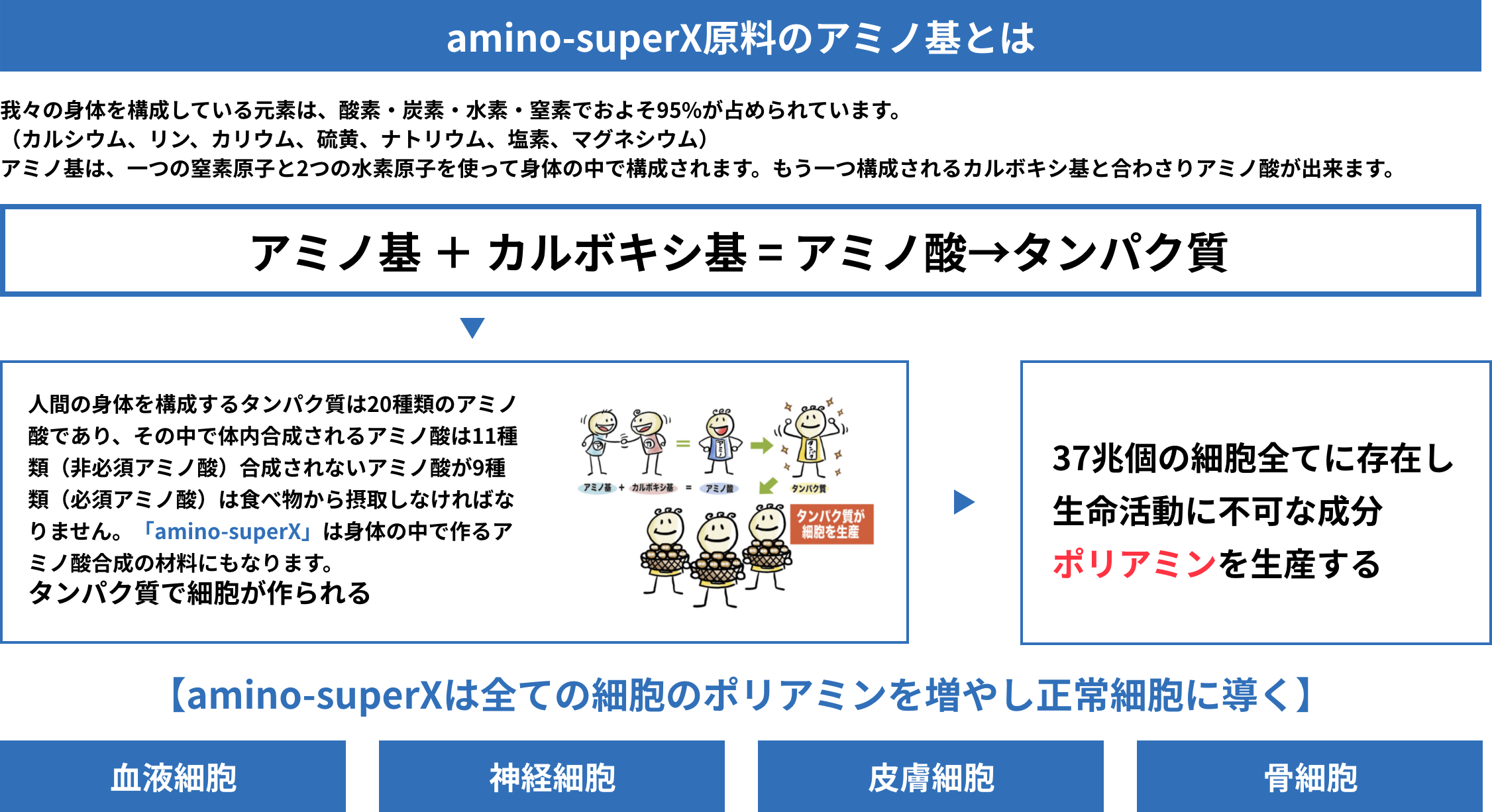 amino-superX原料のアミノ基とは 我々の身体を構成している元素は、酸素・炭素・水素・窒素でおよそ95%が占められています。(カルシウム、リン、カリウム、硫黄、ナトリウム、塩素、マグネシウム) アミノ基 + カルボキシ基 = アミノ酸→タンパク質 人間の身体を構成するタンパク質は20種類のアミノ酸であり、その中で体内合成されるアミノ酸は11種類(非必須アミノ酸)合成されないアミノ酸が9種類(必須アミノ酸)は食べ物から摂取しなければならない「amino-superx」は身体の中で作るアミノ酸合成の材料にもなります。タンパク質で細胞が 作られる 37兆個の細胞全てに存在し生命活動に不可な成分ポリアミンを生産する 【amino-superXは全ての細胞のポリアミンを増やし正常細胞に導く】