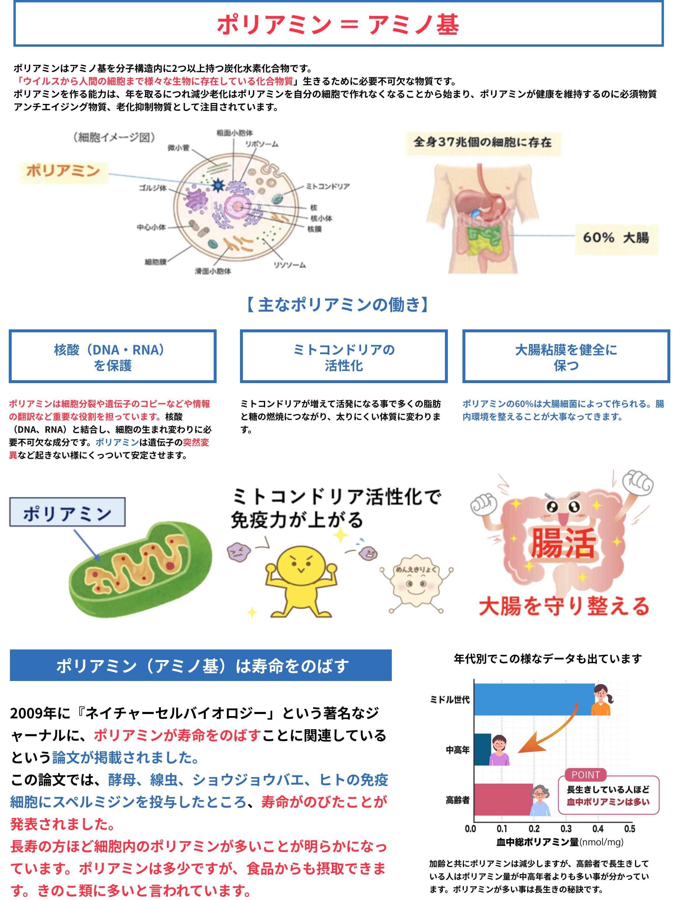 ポリアミン = アミノ基 「ウイルスから人間の細胞まで様々な生物に存在している化合物質」生きるために必要不可欠な物質です。ポリアミンを作る能力は、年を取るにつれ減少老化はポリアミンを自分の細胞で作れなくなることから始まり、ポリアミンが健康を維持するのに必須物質アンチエイジング物質、老化抑制物質として注目されています。 【 主なポリアミンの働き】核酸(DNA・RNA)を保護 ポリアミンは細胞分裂や遺伝子のコピーなどや情報の翻訳など重要な役割を担っています。核酸(DNA、RNA)と結合し、細胞の生まれ変わりに必要不可欠な成分です。ポリアミンは遺伝子の突然変異など起きない様にくっついて安定させます。ミトコンドリアの活性化 ミトコンドリアが増えて活発になる事で多くの脂肪と糖の燃焼につながり、太りにくい体質に変わります。大腸粘膜を健全に保つ ポリアミンの60%は大腸細菌によって作られる。腸内環境を整えることが大事なってきます。 ポリアミン(アミノ基)は寿命をのばす 2009年に『ネイチャーセルバイオロジー」という著名なジャーナルに、ポリアミンが寿命をのばすことに関連しているという論文が掲載されました。この論文では、酵母、線虫、ショウジョウバエ、ヒトの免疫細胞にスペルミジンを投与したところ、寿命がのびたことが発表されました。長寿の方ほど細胞内のポリアミンが多いことが明らかになっています。ポリアミンは多少ですが、食品からも摂取できます。きのこ類に多いと言われています。